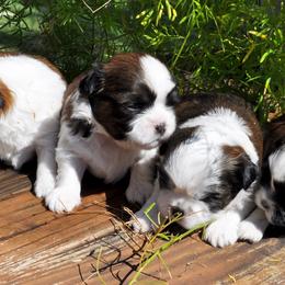 Chinese Shar-Pei and Shih Tzus from Sandy's Puppies