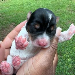 Spot - Parti male Yorkshire Terrier puppy in Eure, North Carolina from Cutie Patootie Paws