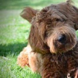 Goldendoodles from Forever Snuggly Goldendoodles