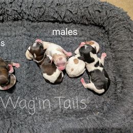 Girl 1 - Tri-color female Cavapoo puppy in Amboy, Indiana from Wag'in Tails