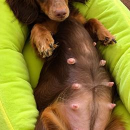 Dachshund puppies from Dirt Road Doxies