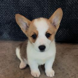 Blue Collar - Red male Pembroke Welsh Corgi puppy in Boaz, Alabama from Brumblow’s Kennel