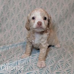 Chronos - Silver male Cockapoo puppy in Sunset, Louisiana from Cano Cockapoos