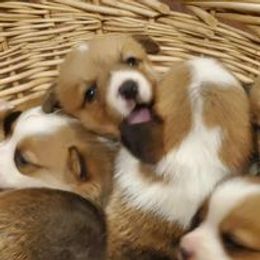 Pembroke Welsh Corgi Puppies from Abc Cattle Co corgis