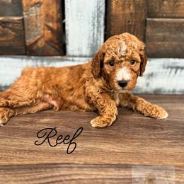 Reef - Apricot male Goldendoodle puppy in Birmingham, Alabama from Ivy’s Doodles