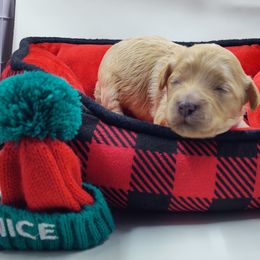 Yellow collar boy - Buff male Cockapoo puppy in Middletown, Ohio from Blessed Chaos