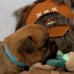 Mandolorian runt - Red male Brussels Griffon puppy in Seneca, Missouri from Stephanie’s Puppy Colony