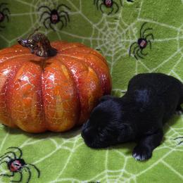 Cocoa Krispies - Black male Miniature Schnauzer puppy in Allison, Iowa from Firefly Stables