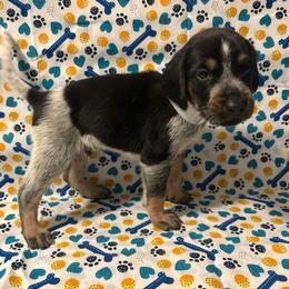 Hunter - Blue ticked and tan male Bluetick Coonhound puppy in Mount Pleasant, Texas from Harmons Hounds