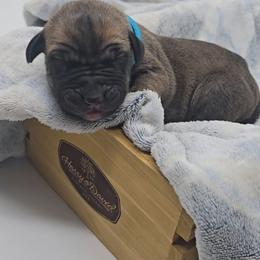 Lock - Fawn female Great Dane puppy in Caldwell, Idaho from Miner's Dynamic Danes