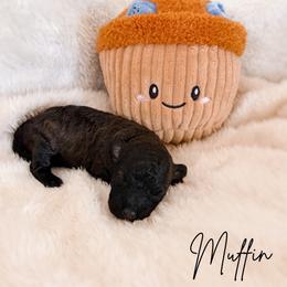 Muffin - Sable female Poodle puppy in Kula, Hawaii from Toy Poodle & Maltipoo Maui