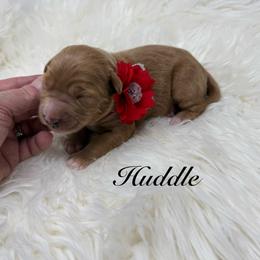 Huddle - Red  female Goldendoodle puppy in La Grange, Georgia from Heartfelt GoldenDoodles