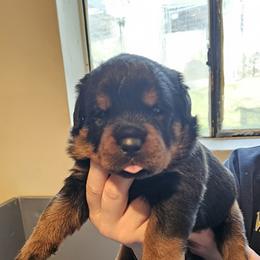 Princess Vom Hause Pragacz - Black and mahogany female Rottweiler puppy in Bartonsville, Pennsylvania from Karol's Rottweilers