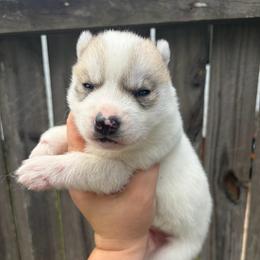 Spell - Gray and white male Siberian Husky puppy in Warrenville, South Carolina from WinterCrest Siberian Huskies