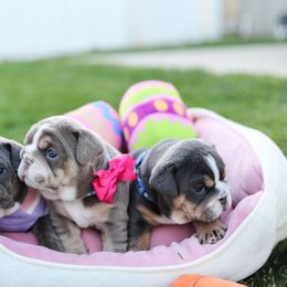 Bulldog and French Bulldog Puppies from Bully Life Farms
