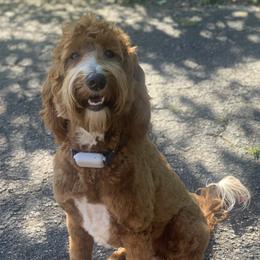 Lola - Goldendoodle