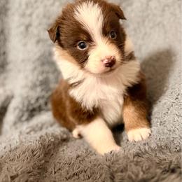 Orion - Red tri-color male Australian Shepherd puppy in Athens, Texas from Ricochet Corgis