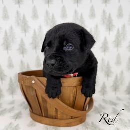 Male - Black male Labrador Retriever puppy in Sherrard, Illinois from Gochee Labs