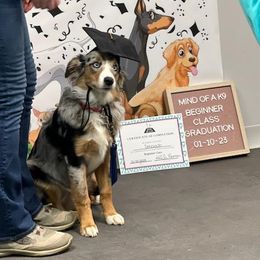 Australian Shepherd Puppies from Twist'n Tops Farm & Kennel