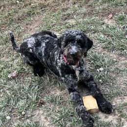 Elsie - Goldendoodle