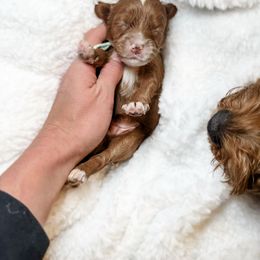 Australian Labradoodle, Bernedoodle, and Cavapoo Puppies from Doodles of Oz