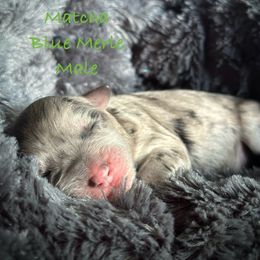 Matcha - Blue merle male Aussiedoodle puppy in Mulino, Oregon from Korbella Farm