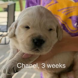 Girl 1 - female Golden Retriever puppy in Osceola, Iowa from Healing Hearts Therapy Goldens