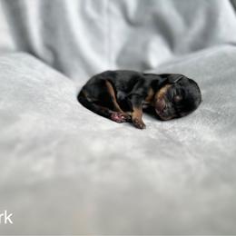 Cavalier King Charles Spaniel Puppies from Team Turner Cavalier King Charles Spaniels