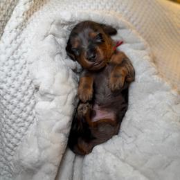 Cupid - Dapple male Dachshund puppy in Phoenix, Arizona from Lengthydog.co