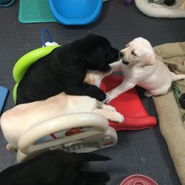 Labrador Retriever Puppies from Hunters Dream Labradors