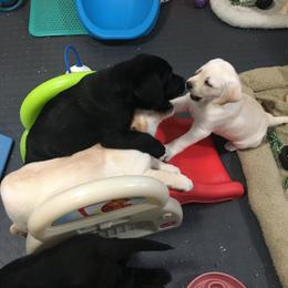 Labrador Retriever Puppies from Hunters Dream Labradors