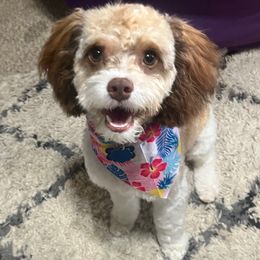 Teddy - Cavapoo