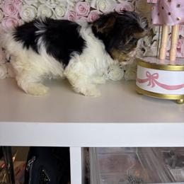 Noel - Parti male Yorkshire Terrier puppy in Illinois from Pretty Little Yorkies