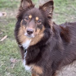 Roxy - Miniature Australian Shepherd