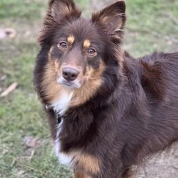 Roxy - Miniature Australian Shepherd