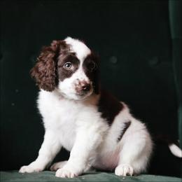 Esmé - Brown and white female Aussiedoodle puppy in Redding, California from Farmstead Doodles