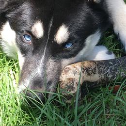 Clyde - Siberian Husky
