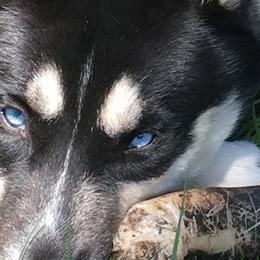 Clyde - Siberian Husky