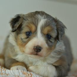 Shimmer - Blue merle female Toy Australian Shepherd puppy in Hartman, Arkansas from Southern Edition Aussies
