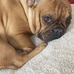 French Bulldogs from Frenchies by Micki