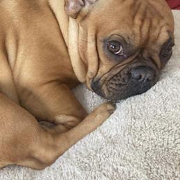 French Bulldogs from Frenchies by Micki