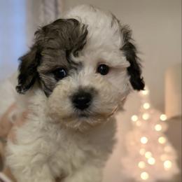 Charlie 'Prince Charming' - Parti male Maltipoo puppy in Chattanooga, Tennessee from Joy-fur puppies
