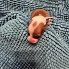 Boy 5 - male Pembroke Welsh Corgi puppy in Palm Bay, Florida from Space Coast Corgi
