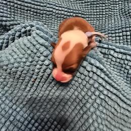 Boy 5 - male Pembroke Welsh Corgi puppy in Palm Bay, Florida from Space Coast Corgi
