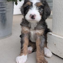 Coco puff (green collar) - Blue merle male Bernedoodle puppy in Indianola, Utah from Little Bear Bernedoodles