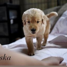 Bernedoodle and Golden Retriever Puppies from Golden Light Puppies
