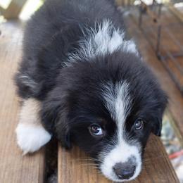 Waylon (green collar) - Black tri-color male Australian Shepherd puppy in Okeechobee, Florida from Rothsolid Aussies