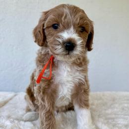 Bear Claw - Red  male Goldendoodle puppy in Concord, California from Golden State Good Dogs