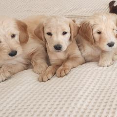 Double Doodle Puppies from Rock Creek Doodles