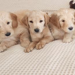 Double Doodle Puppies from Rock Creek Doodles